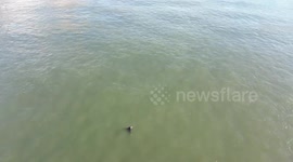 New York firefighters use drone to rescue man struggling in East River