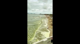 Sea turns green as algal blooms hit popular beach in Vietnam