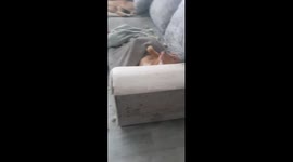 American Pit Bull digs and makes cozy bed in Walsall, England, UK