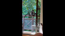 Clever monkey with baby sneaks to steal an apple in Playa del Carmen, Mexico