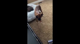 Boxer dogs react to vacuum in Dorchester, Ontario, Canada