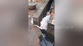 Heroic Rescue: Mother Cow Saved from Upside-Down Drain Ordeal in Shahdol, Madhya Pradesh