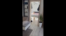 Playful poodle and cat wrestle on bed in Szolnok, Hungary