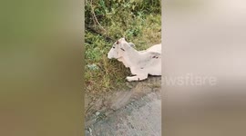 Heroic Rescue: Injured Cow Saved by Animal Welfare Group in Madhya Pradesh