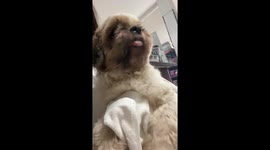 Pet dog trembles as he arrives to see the vet
