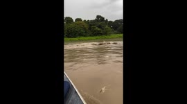 Tourist terrified as crocodiles appear during boat ride trip in Brazil