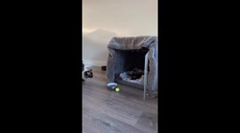 Adorable pets cuddle and play in Laren, Netherlands