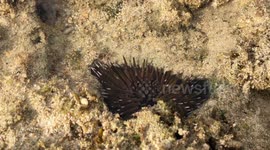 Okinawa's Hidden Gems: Sea Cucumbers and Anemones Revealed at Low Tide