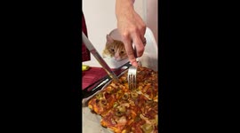 Tabby cat patiently waits for pizza in Belgrade, Serbia