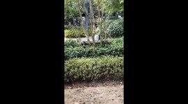 Dogs attentively react to sound of crying child in Zhejiang, China