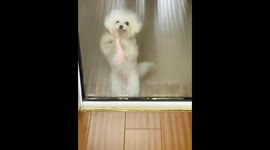 Bichon shows off adorable dance moves in Zhejiang, China
