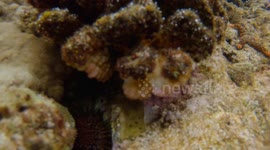 Discovering Orange Starfish in Okinawa's Tidal Pools at Low Tide