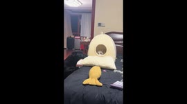 Cat shuts its bed to avoid curious dog in Jiangxi, China