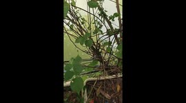 Man rescues drowning kitten using net in Guangdong, China