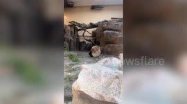 Adorable panda roly-polys around its enclosure