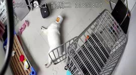 Woman rushes home from work after seeing pet dog stuck in food jar on CCTV