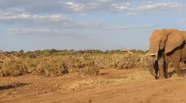 Elephant Love: See a Protective Mother and Her Adorable Calf trying to follow the rest of the group in Kenya