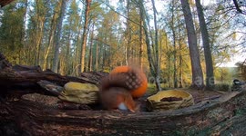 Two funny red squirrel kits playing peekaboo.