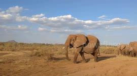 African Giants on the Move: A Breathtaking Elephant Herd Homecoming
