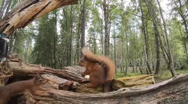 Red squirrel acrobatics with slow motion.