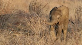 Kenya's Cutest: Baby Elephants Enjoy a Sunrise Playdate in Samburu