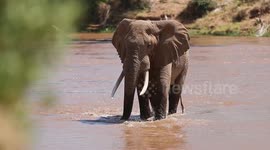 Majestic Elephant Bull's River Crossing in Samburu, Kenya