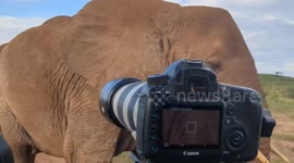 Samburu Safari Adventure: Unbelievable Close Encounter with Wild Elephants in Kenya