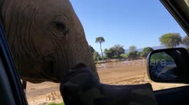 Close Encounter in Samburu: Elephant Gently Rocks My Car!