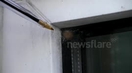 False widow spiders and nest are on the increse in the uk