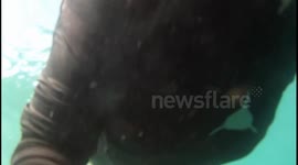 go pro clara calatayud whale sharks feeding