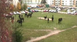 horses in the town of Płock