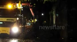 Tree down albert road council removing from footpath