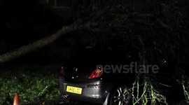 Tree fell on car plymouth