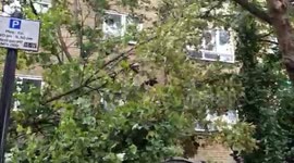 Tree falls into side of building close to car