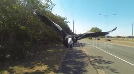 Bird Attacks Camera
