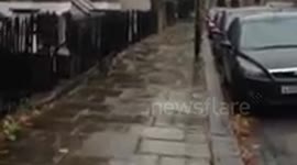 Wallaby / Kangaroo roaming Dartmouth park