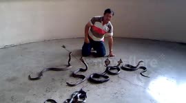 Man kisses dangerous cobra