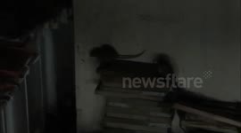 Rats running rampage in London Side street