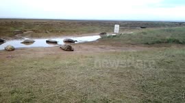 Grey seals ashore for breeding season on Lincolnshire coast 2013