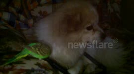 The parrot gave puppy peck lice