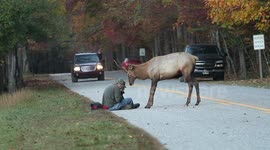 Close encounter! Bull elk headbutts photographer in Great Smoky Mountains National Park