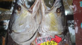 China captures a huge fish,long 1.5 meters,sold 8888 RMB