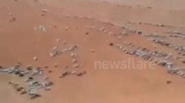 Dangerous pastime in desert