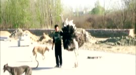 Ostrich Wanders City Streets in China