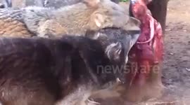 Feeding time for a pack of wolves