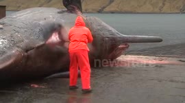 Sperm Whale Explodes