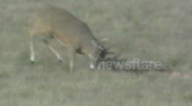 Coyotes attack whitetail deer locked in antlers of another deer.