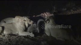 Buffalo carcass prompts feeding frenzy between lions, hyenas and jackals