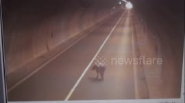Escaped buffalo shot dead by police in China