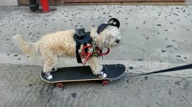 Dog wearing a hat and shoes skateboards down Broadway